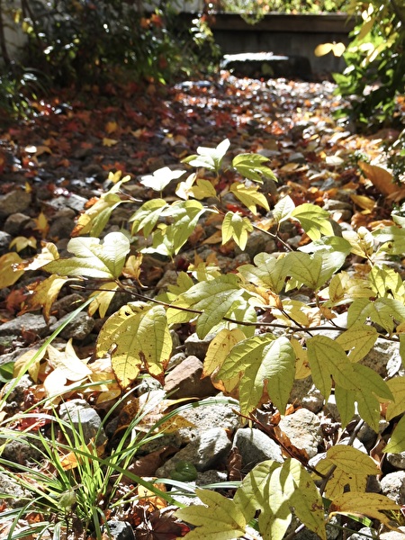 49GKyUVCWztoXEb1762763611