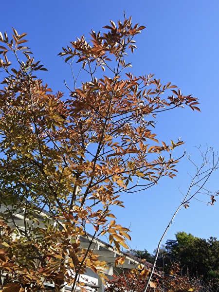 アオダモの紅葉