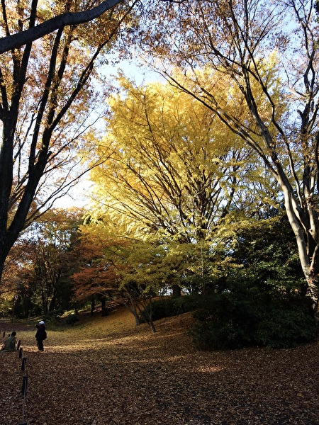 昭和記念公園のイチョウ