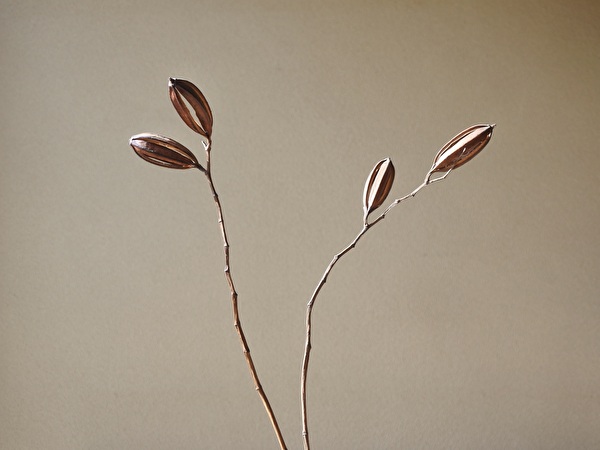 22年目のシラン