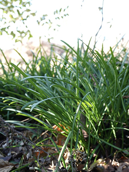 ヒガンバナの冬