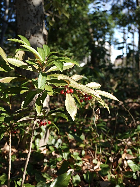 78eZlexfVVakGMl1767250028