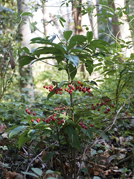 GBT8CYcPNwGSfSv1767249975