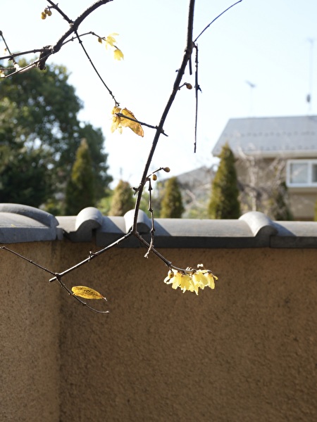 GBlxefOwqkdTfww1769232760