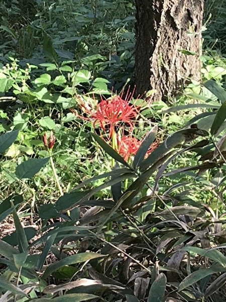 X61qP5CS7itkDEz1767592806