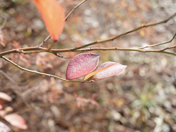 ixe4HxZ1F2PVPbe1767406311