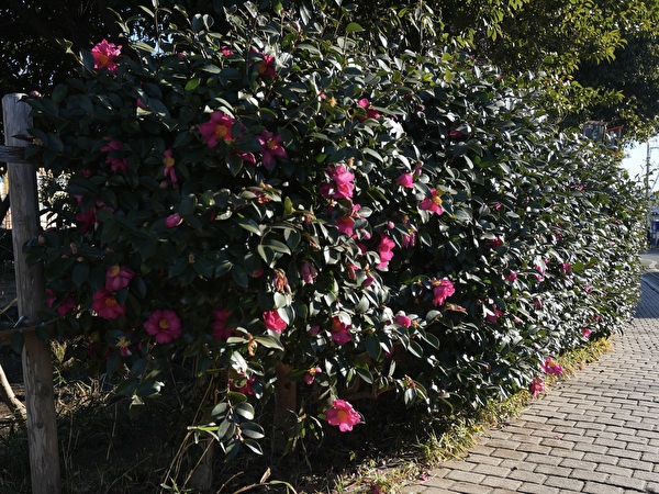 pkB1JC2gadRlymO1768193988