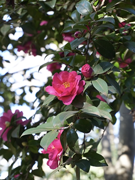 さざんか さざんか さいたみち