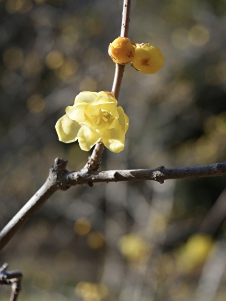 ソシンロウバイ