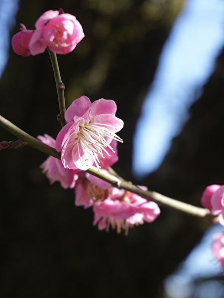 GSZRS4l6snsYUgp1771660179