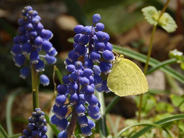 たまに植えたくなる、ムスカリ