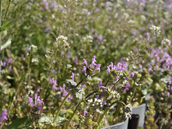 早春のグランドカバー