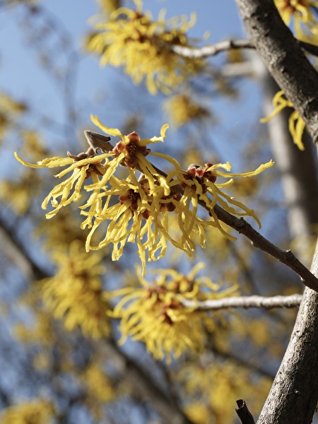 マンサクの花