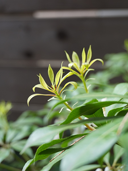 いよいよはじまる