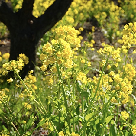 早春の黄色い花