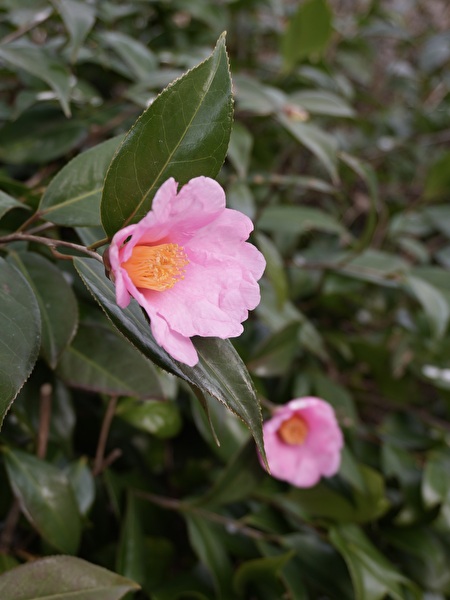 木に春と書いて椿