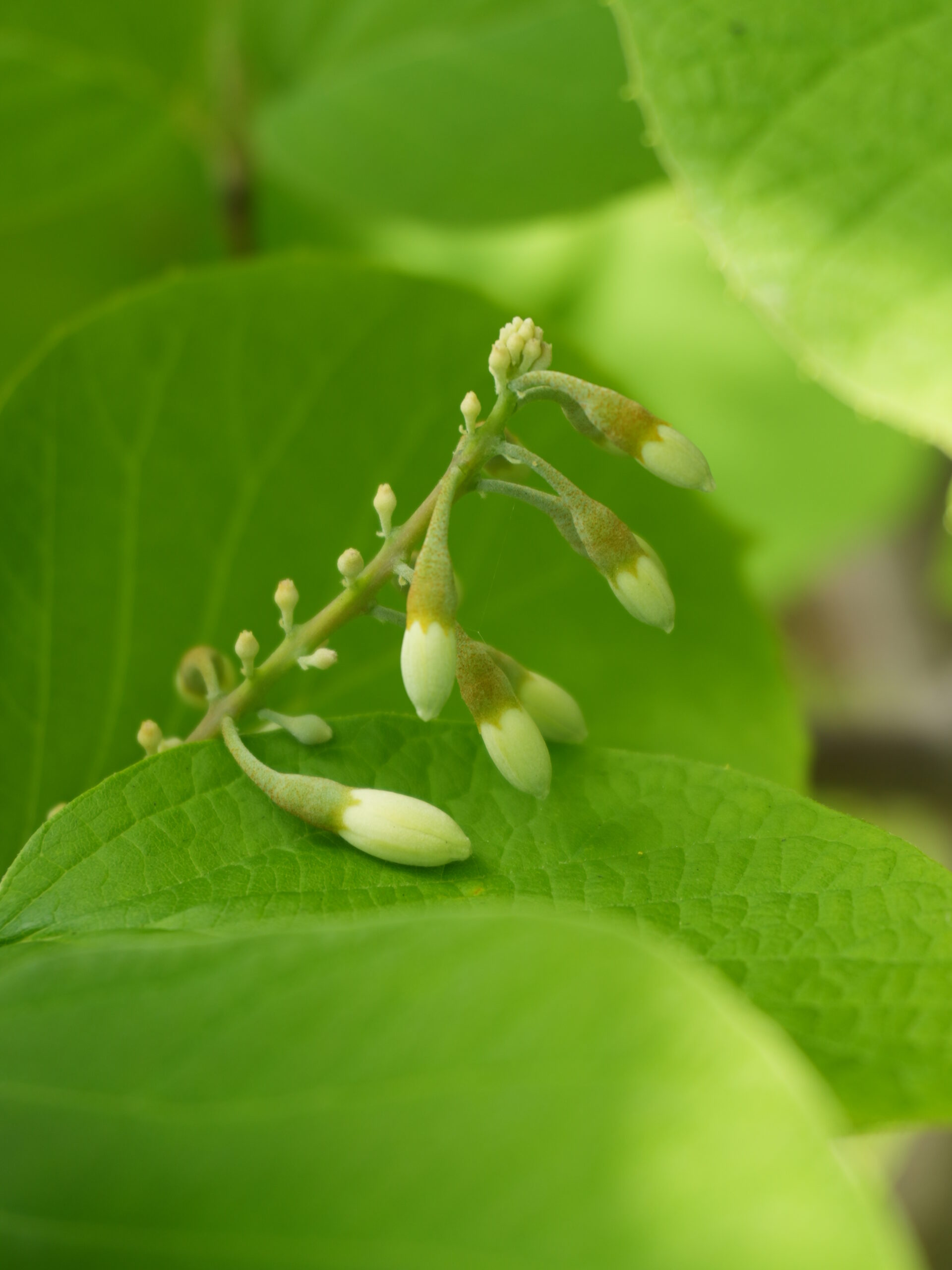 山の土は玉手箱