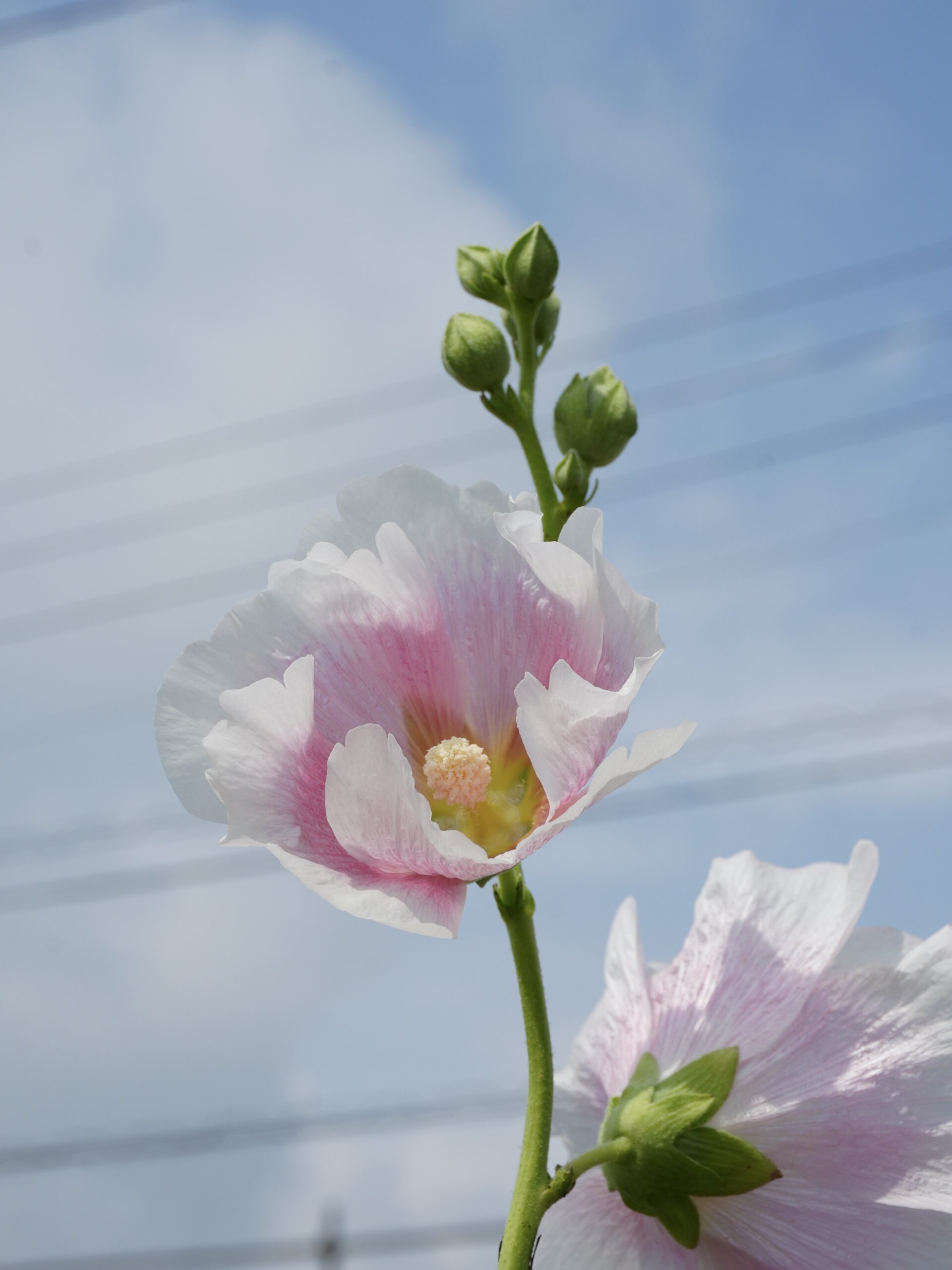 立葵