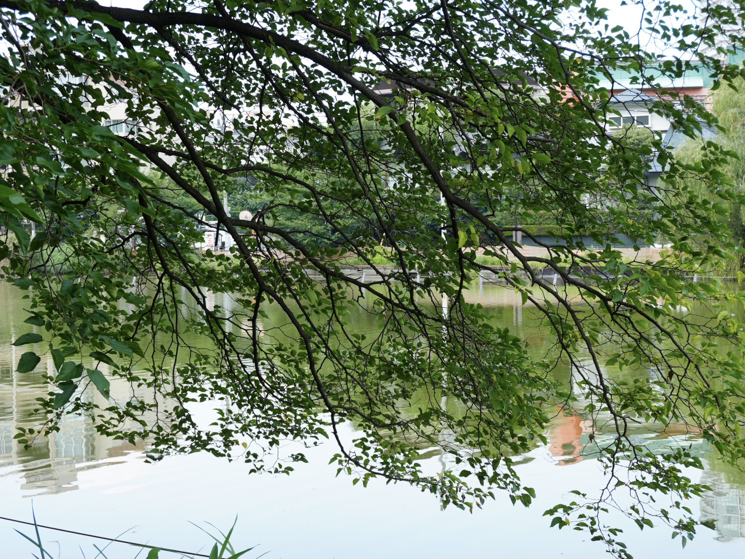 石神井公園の縁で