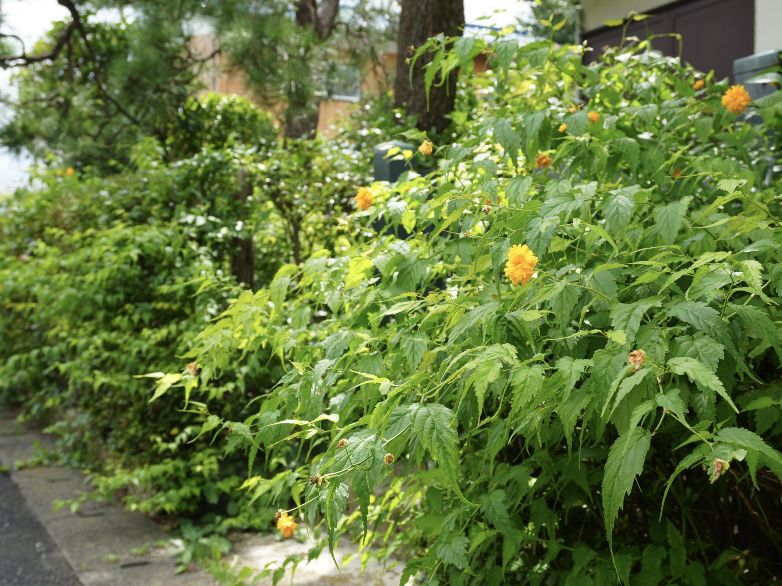 八重ヤマブキの狂い咲き